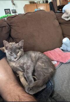 Rescue Domestic Short Hair Cats for Adoption in Clayton, New Jersey - Fern | PetCurious