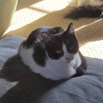 Rescue Domestic Short Hair Cats for Adoption in Lynchburg, Virginia - Spot | PetCurious