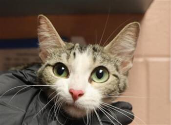 GABBIE -  Domestic Short Hair Cat for Adoption in Columbia, South Carolina - GABBIE | PetCurious