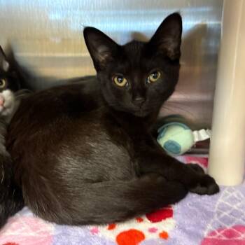 Nos -  Domestic Short Hair Cat for Adoption in Keizer, Oregon - Nos | PetCurious