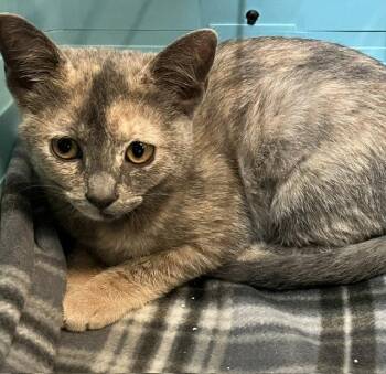Kitten Italia -  Domestic Short Hair and Tortoiseshell Cat for Adoption in Seal Beach, California - Kitten Italia | PetCurious