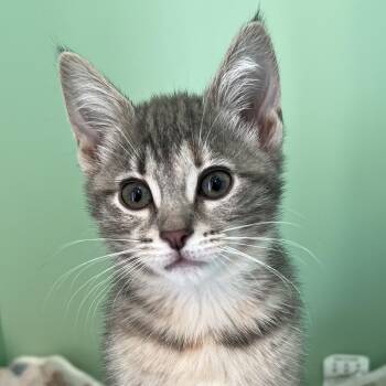 Domestic Short Hair Cats Available for Adoption in Pontiac, Michigan - Cheesy Gordita Crunch | PetCurious