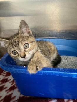 Domestic Short Hair Cats Available for Adoption in New Kensington, Pennsylvania - Tengu | PetCurious