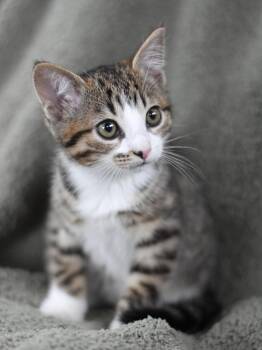 Ashley -  Domestic Medium Hair Cat Available for Adoption in Montgomery, Texas - Ashley | PetCurious