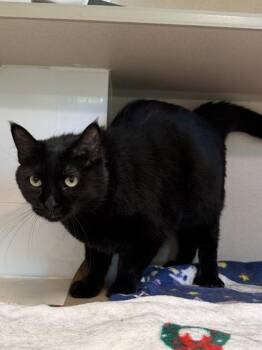 Kiwi -  Domestic Short Hair Cat for Adoption in Bellevue, Washington - Kiwi | PetCurious