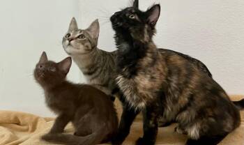Nemo -  Domestic Short Hair and Havana Cat for Adoption in Walnut Creek, California - Nemo | PetCurious