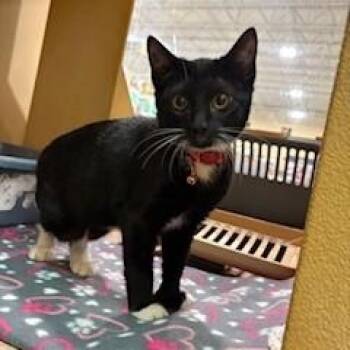 Domestic Short Hair Cats Available for Adoption in Albany, New York - Mercutio  | PetCurious