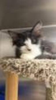Marvina -  Domestic Medium Hair Cat for Adoption in Atlanta, Georgia - Marvina | PetCurious