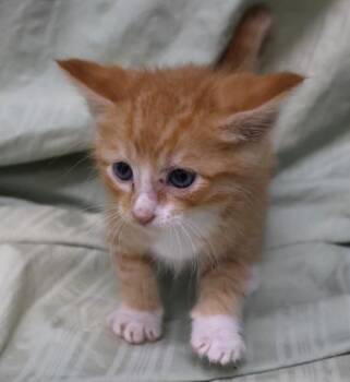 Tex -  Domestic Short Hair Cat for Adoption in Thief River Falls, Minnesota - Tex | PetCurious