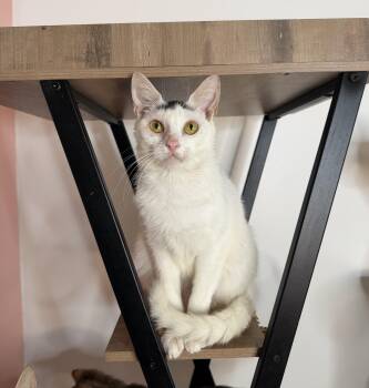 Domestic Short Hair Cats Available for Adoption in New York, New York - SPROUT | PetCurious