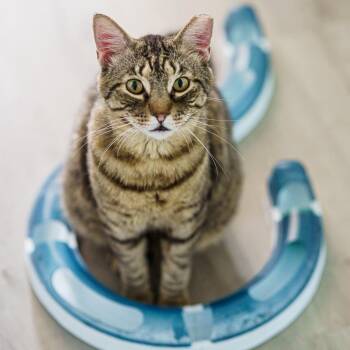 Tabby Cats Available for Adoption in Lampasas, Texas - Billy | PetCurious