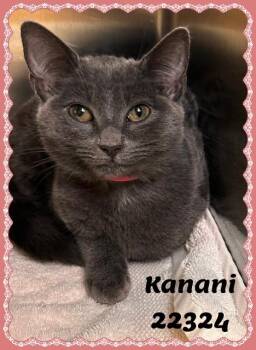 KANANI see also KALEI -  Domestic Short Hair and Russian Blue Cat for Adoption in Marietta, Georgia - KANANI See Also KALEI | PetCurious