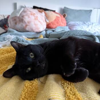 Rescue Domestic Short Hair Cats for Adoption in Charlotte, North Carolina - Leon | PetCurious