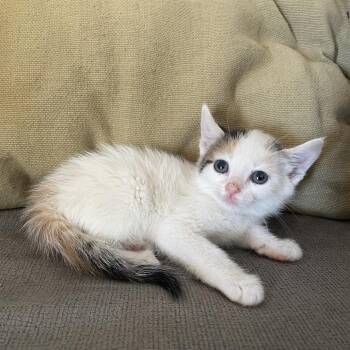 Domestic Short Hair Cats Available for Adoption in Tucson, Arizona - Caly | PetCurious