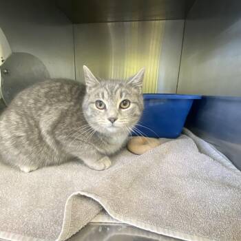 Domestic Short Hair Cats Available for Adoption in Burlington, Ontario - Slate | PetCurious