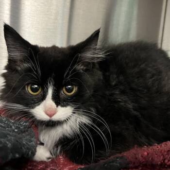 Abigail -  Domestic Medium Hair Cat for Adoption in Pittsburgh, Pennsylvania - Abigail | PetCurious