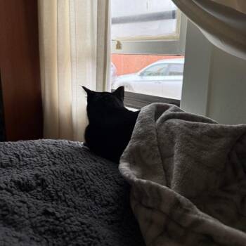 Sid -  Domestic Short Hair Cat for Adoption in Salt Lake City, Utah - Sid | PetCurious