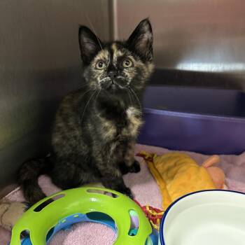 Gigi Hadid -  Tortoiseshell Cat for Adoption in La Grange Park, Illinois - Gigi Hadid | PetCurious