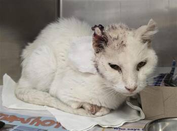 SNOW -  Domestic Short Hair Cat for Adoption in San Antonio, Texas - SNOW | PetCurious