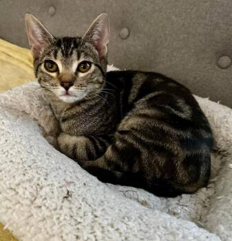 EMMITT -  Domestic Short Hair Cat for Adoption in Wilmington, North Carolina - EMMITT | PetCurious
