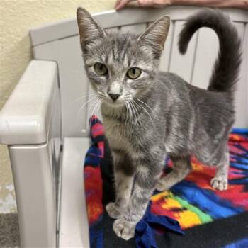 DOLLY -  Domestic Short Hair Cat for Adoption in Fort Myers, Florida - DOLLY | PetCurious