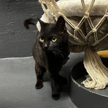 Misty -  Domestic Short Hair Cat for Adoption in Birmingham, Alabama - Misty | PetCurious