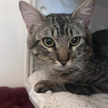 Mister Meowe -  Domestic Short Hair Cat for Adoption in Bentonville, Arkansas - Mister Meowe | PetCurious