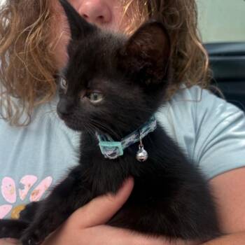 Yellowjacket -  Domestic Medium Hair Cat for Adoption in Westminster, California - Yellowjacket | PetCurious