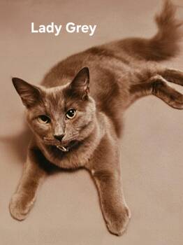 Lady Grey -  Domestic Medium Hair Cat for Adoption in Chicopee, Massachusetts - Lady Grey | PetCurious