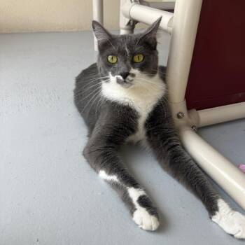 Domestic Short Hair Cats Available for Adoption in Sarasota, Florida - Rocco | PetCurious