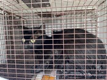 Domestic Short Hair Cats Available for Adoption in Houston, Texas - A655839 | PetCurious