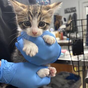 Finn Gonzo -  Domestic Short Hair Cat for Adoption in Summerville, South Carolina - Finn Gonzo | PetCurious
