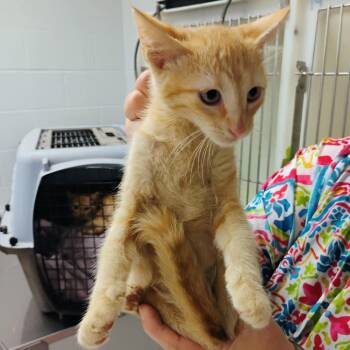 Hop-C -  Domestic Medium Hair Cat for Adoption in East St. Louis, Illinois - Hop-C | PetCurious