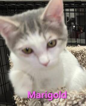 Rescue Domestic Short Hair Cats for Adoption in Buena Vista, Virginia - Marigold | PetCurious