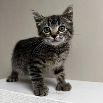 Bee -  Domestic Short Hair Cat for Adoption in Blue Ridge, Georgia - Bee | PetCurious