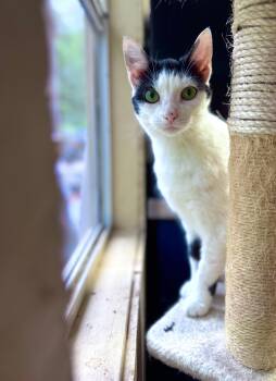 Rescue American Shorthair Cats for Adoption in Rixeyville, Virginia - Moo | PetCurious
