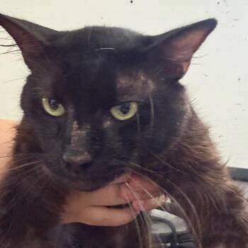 Midnight -  Domestic Short Hair Cat for Adoption in Edinburg, Texas - Midnight | PetCurious
