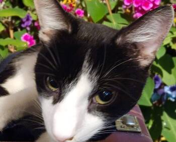 Rescue Tuxedo Cats for Adoption in Biloxi, Mississippi - O'Malley | PetCurious