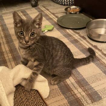Rescue Domestic Short Hair Cats for Adoption in Pottsboro, Texas - Winston | PetCurious