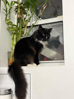 Truffles -  Domestic Long Hair Cat for Adoption - Truffles | PetCurious