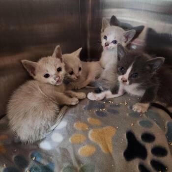 Opal -  Domestic Short Hair Cat for Adoption in Clearwater, Florida - Opal | PetCurious