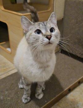 Casino -  Siamese and Domestic Short Hair Cat for Adoption in Evergreen, Colorado - Casino | PetCurious