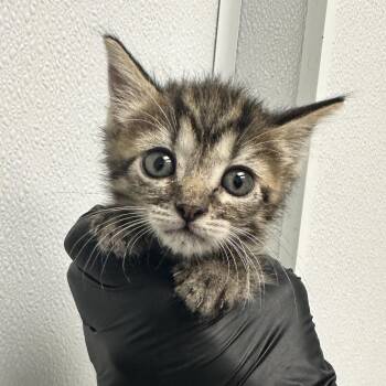 Domestic Short Hair Cats Available for Adoption in Abilene, Texas - Petunia | PetCurious