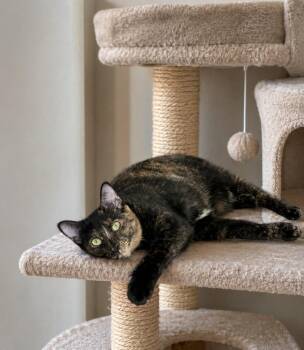 Cuddles -  Domestic Short Hair Cat for Adoption in Sebastian, Florida - Cuddles | PetCurious