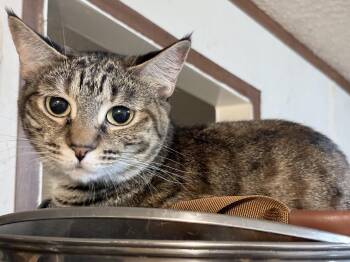 Domestic Short Hair and Tabby Cats Available for Adoption in Frisco, Texas - Shorty S | PetCurious