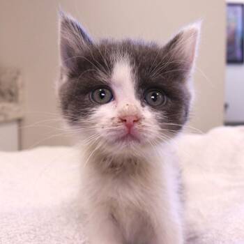 Lychee (26-1W-2) -  Domestic Medium Hair Cat for Adoption in Rifle, Colorado - Lychee (26-1W-2) | PetCurious