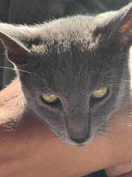 Russian Blue Cats Available for Adoption in West Palm Beach, Florida - Sterling | PetCurious
