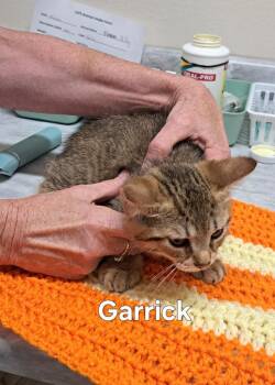 Garrick -  Domestic Short Hair Cat for Adoption in Plattsburgh, New York - Garrick | PetCurious