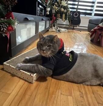 Coco (Tenzin) -  Domestic Short Hair Cat Available for Adoption in Montreal, Quebec - Coco (Tenzin) | PetCurious