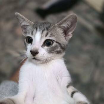 Finn -  Domestic Short Hair Cat for Adoption in Piscataway, New Jersey - Finn | PetCurious
